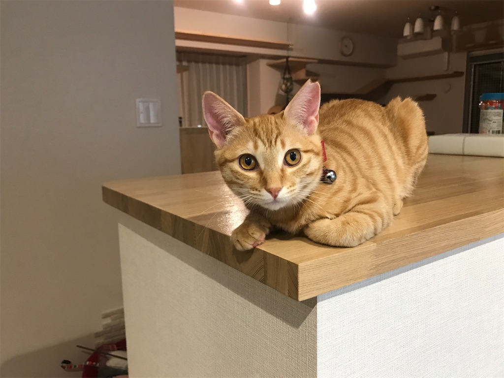 f:id:tsukky8832534:20210107000106j:image f:id:tsukky8832534:20210107000106j:image