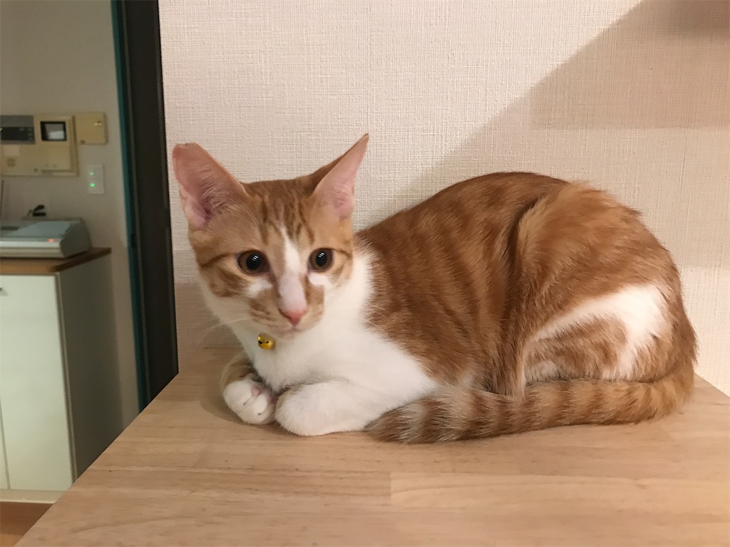 f:id:tsukky8832534:20210120002754j:image