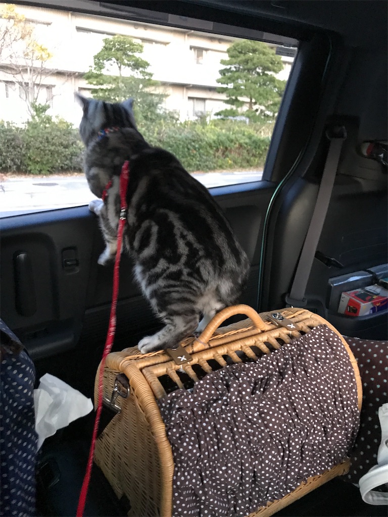 f:id:tsukky8832534:20210213235418j:image f:id:tsukky8832534:20210213235418j:image