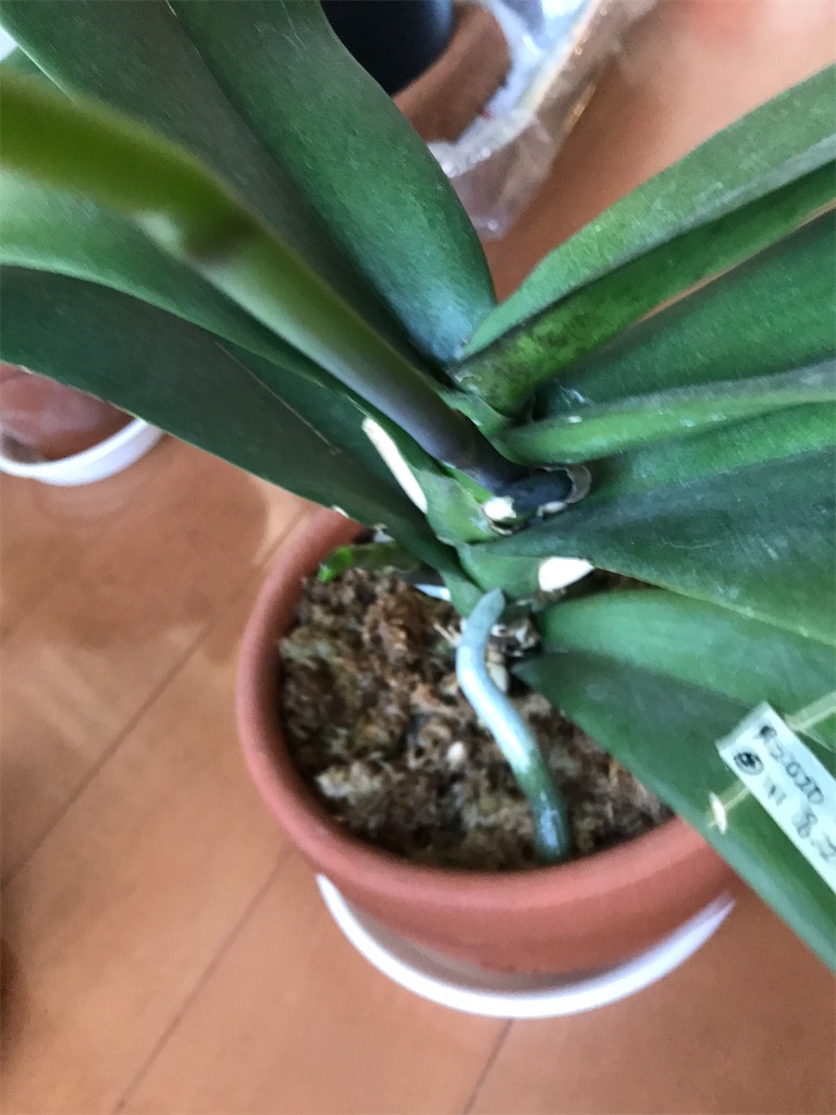 f:id:tsukky8832534:20210217010750j:image f:id:tsukky8832534:20210217010750j:image