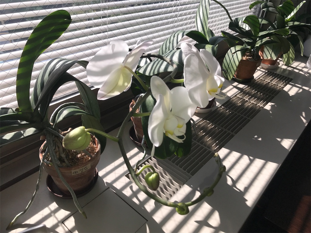 f:id:tsukky8832534:20210311003626j:image f:id:tsukky8832534:20210311003626j:image