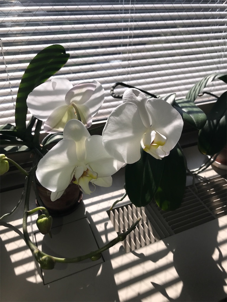 f:id:tsukky8832534:20210311003634j:image f:id:tsukky8832534:20210311003634j:image