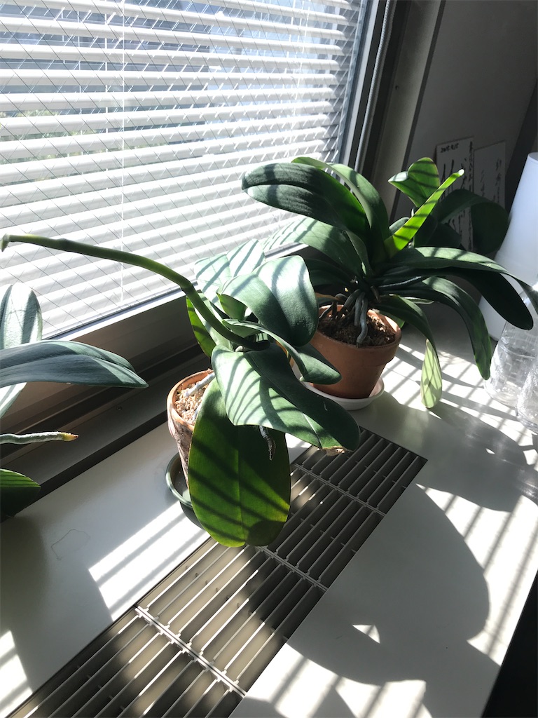 f:id:tsukky8832534:20210311003637j:image f:id:tsukky8832534:20210311003637j:image