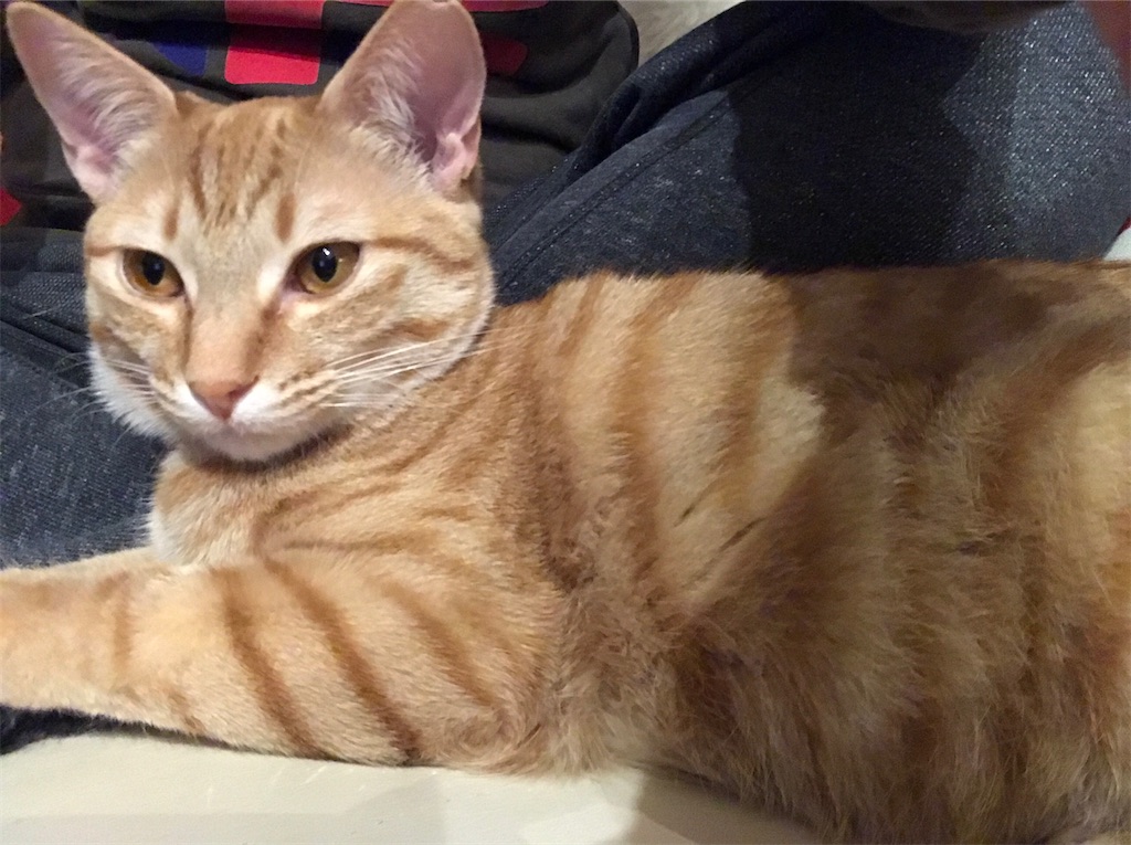 f:id:tsukky8832534:20210311003640j:image f:id:tsukky8832534:20210311003640j:image