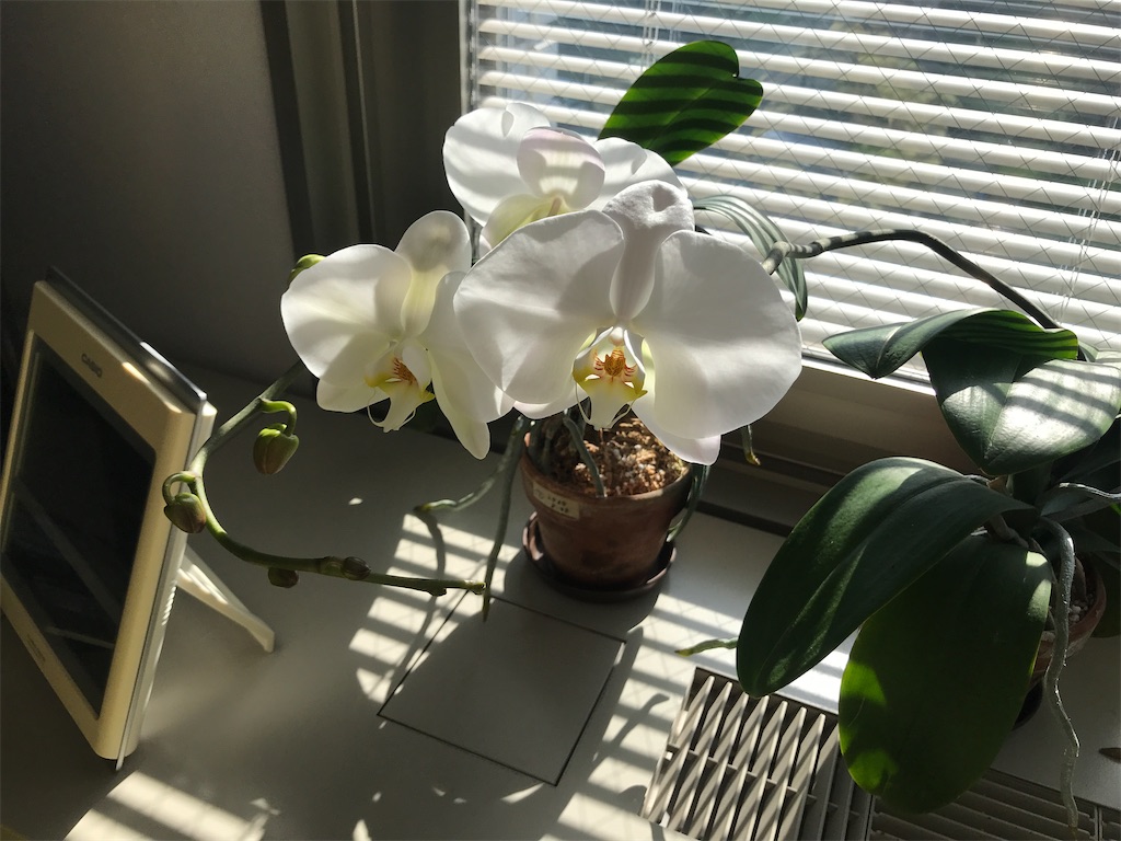 f:id:tsukky8832534:20210311003644j:image f:id:tsukky8832534:20210311003644j:image