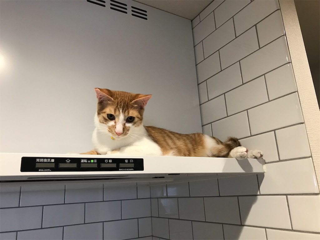 f:id:tsukky8832534:20210316003745j:image f:id:tsukky8832534:20210316003745j:image