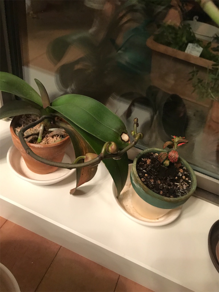 f:id:tsukky8832534:20210319003920j:image f:id:tsukky8832534:20210319003920j:image