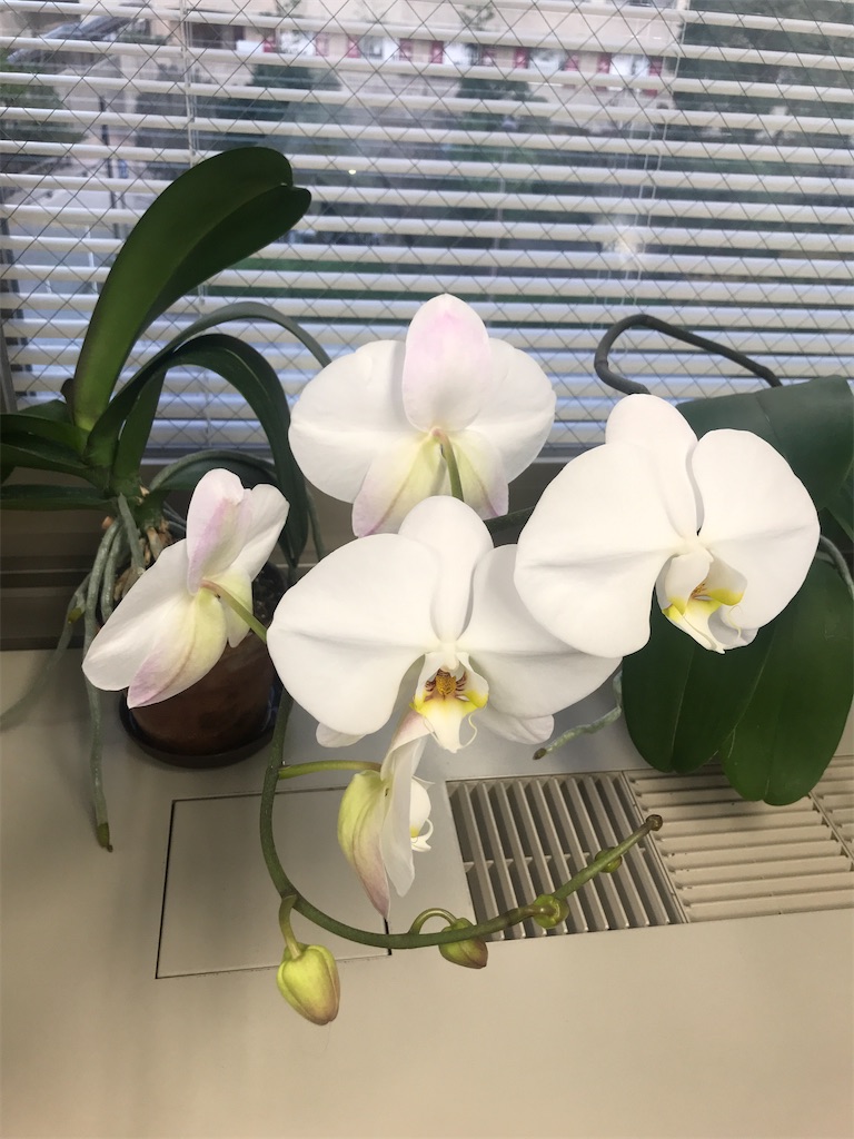 f:id:tsukky8832534:20210319003933j:image f:id:tsukky8832534:20210319003933j:image