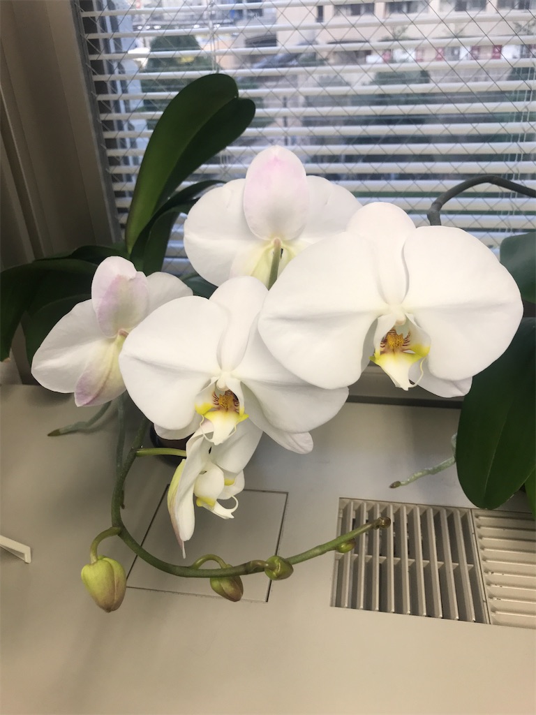 f:id:tsukky8832534:20210319003936j:image f:id:tsukky8832534:20210319003936j:image