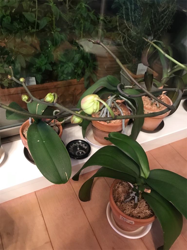 f:id:tsukky8832534:20210319003940j:image f:id:tsukky8832534:20210319003940j:image