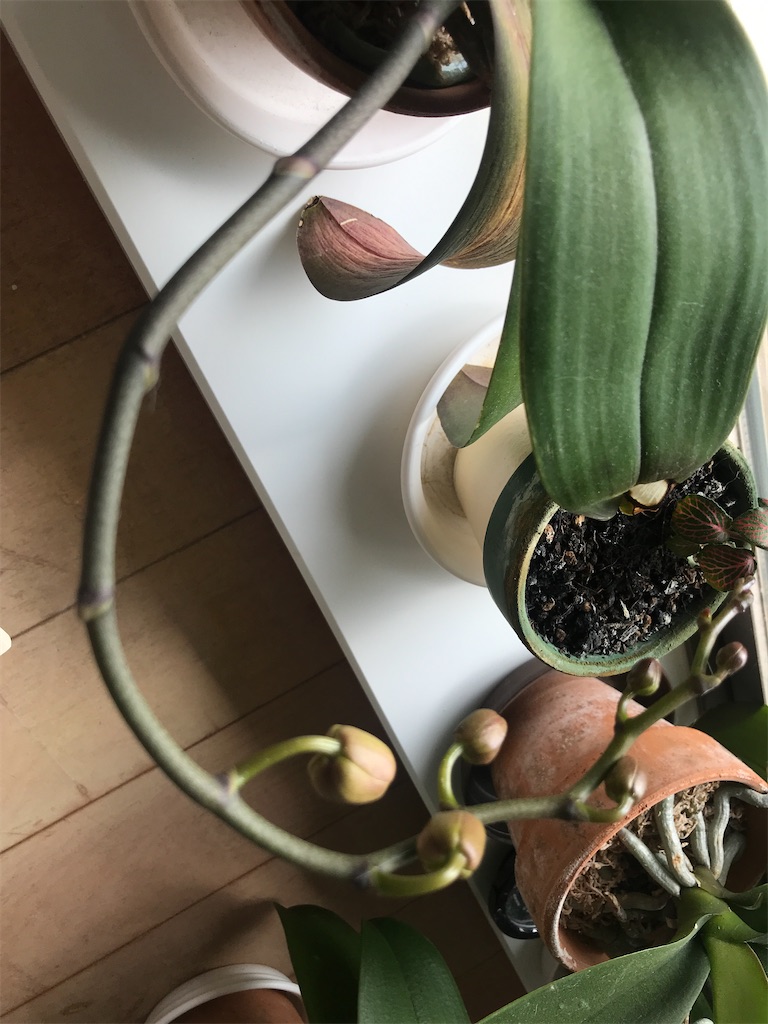 f:id:tsukky8832534:20210320012807j:image f:id:tsukky8832534:20210320012807j:image