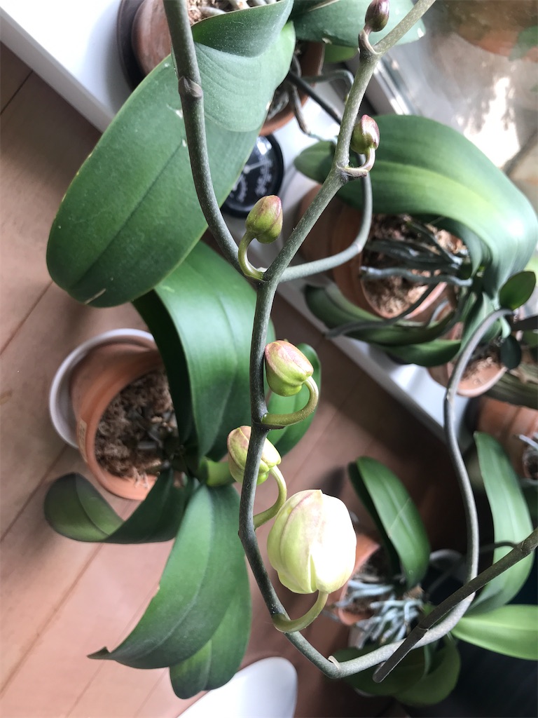 f:id:tsukky8832534:20210320012814j:image f:id:tsukky8832534:20210320012814j:image