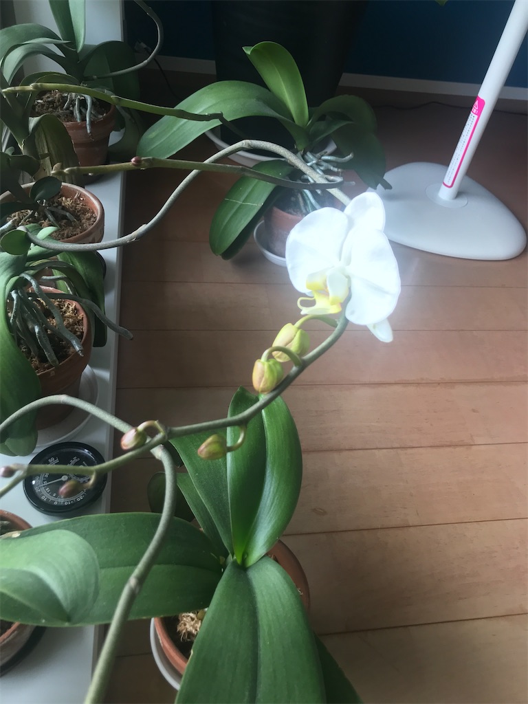 f:id:tsukky8832534:20210321005344j:image f:id:tsukky8832534:20210321005344j:image