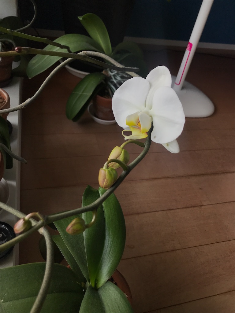 f:id:tsukky8832534:20210321005348j:image f:id:tsukky8832534:20210321005348j:image