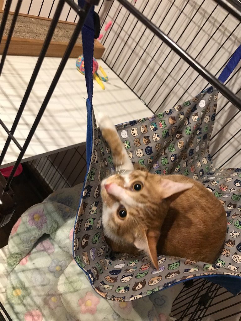 f:id:tsukky8832534:20210321005357j:image f:id:tsukky8832534:20210321005357j:image