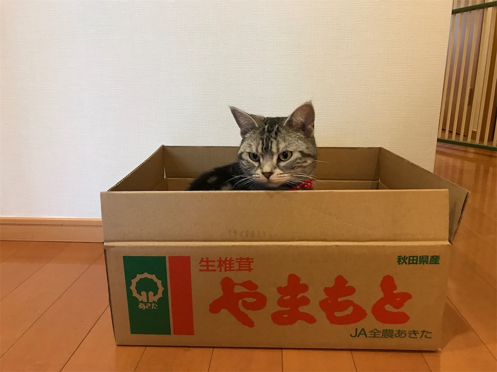 f:id:tsukky8832534:20210329002500j:image f:id:tsukky8832534:20210329002500j:image