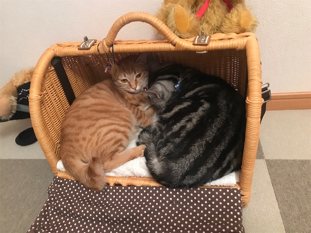 f:id:tsukky8832534:20210331000819j:image f:id:tsukky8832534:20210331000819j:image