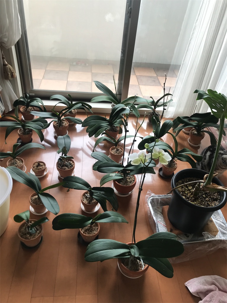 f:id:tsukky8832534:20210416174606j:image f:id:tsukky8832534:20210416174606j:image