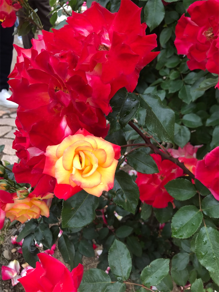 f:id:tsukky8832534:20210517005103j:image