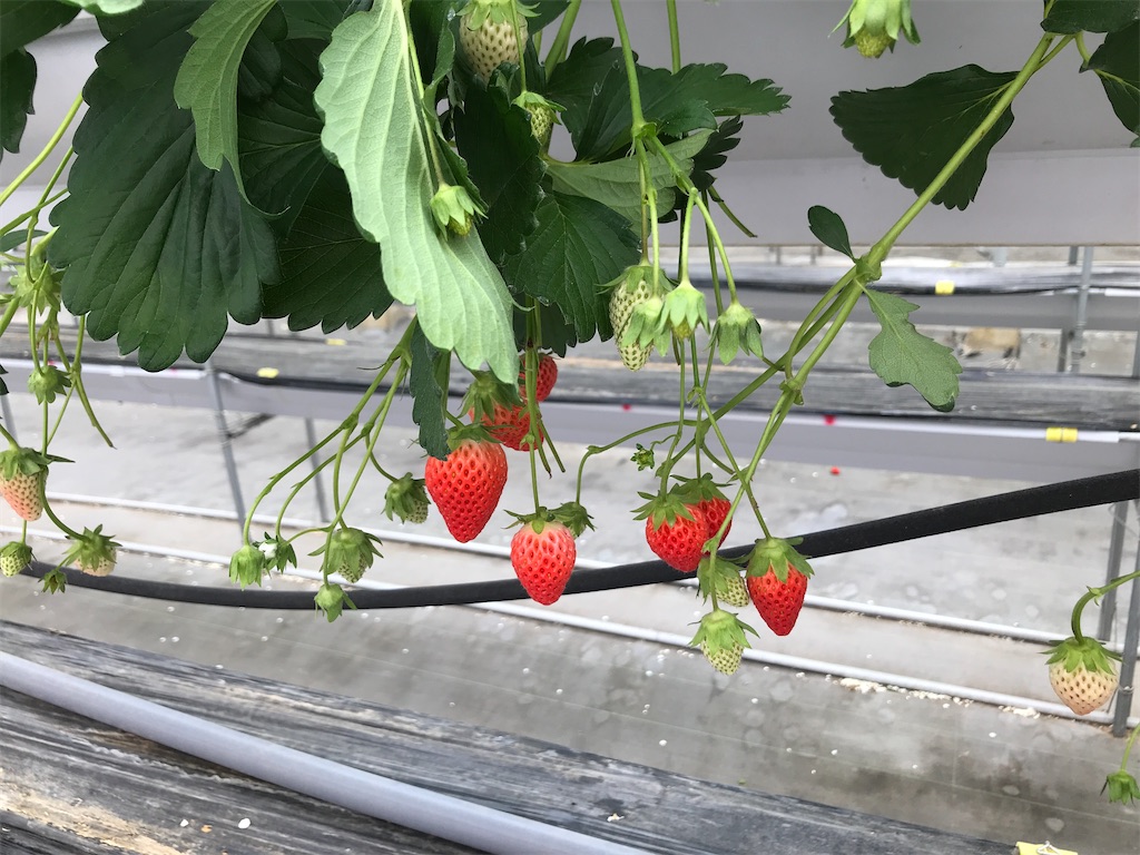 f:id:tsukky8832534:20210517005108j:image