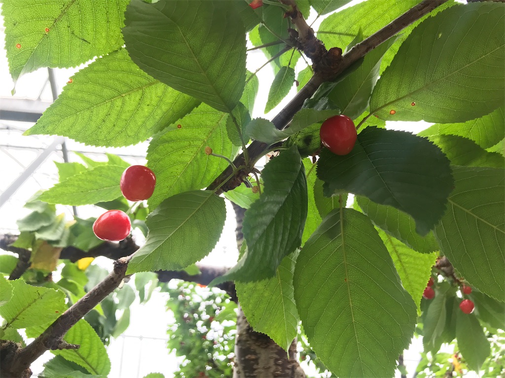 f:id:tsukky8832534:20210517005126j:image