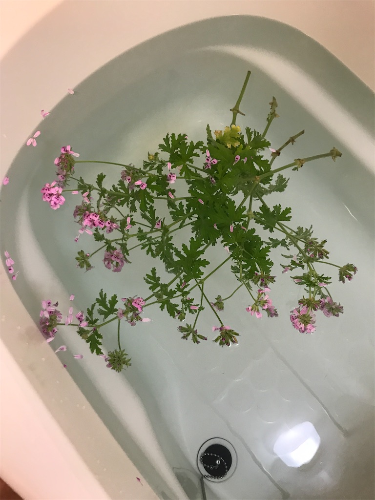 f:id:tsukky8832534:20210517005129j:image