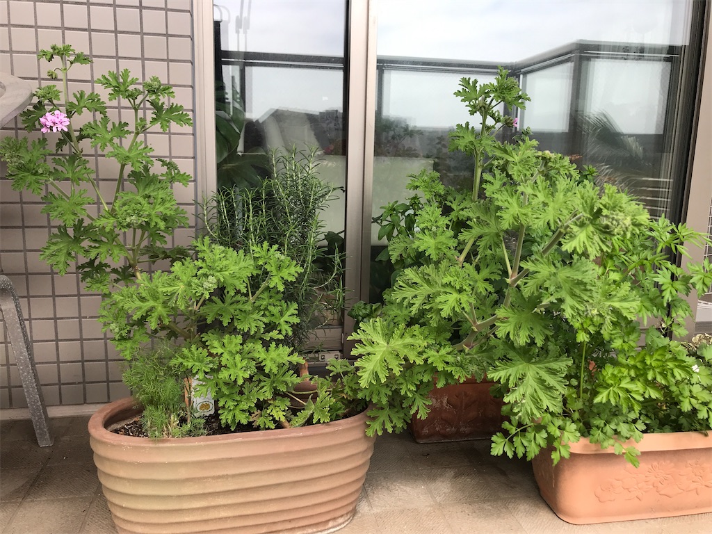 f:id:tsukky8832534:20210517011540j:image