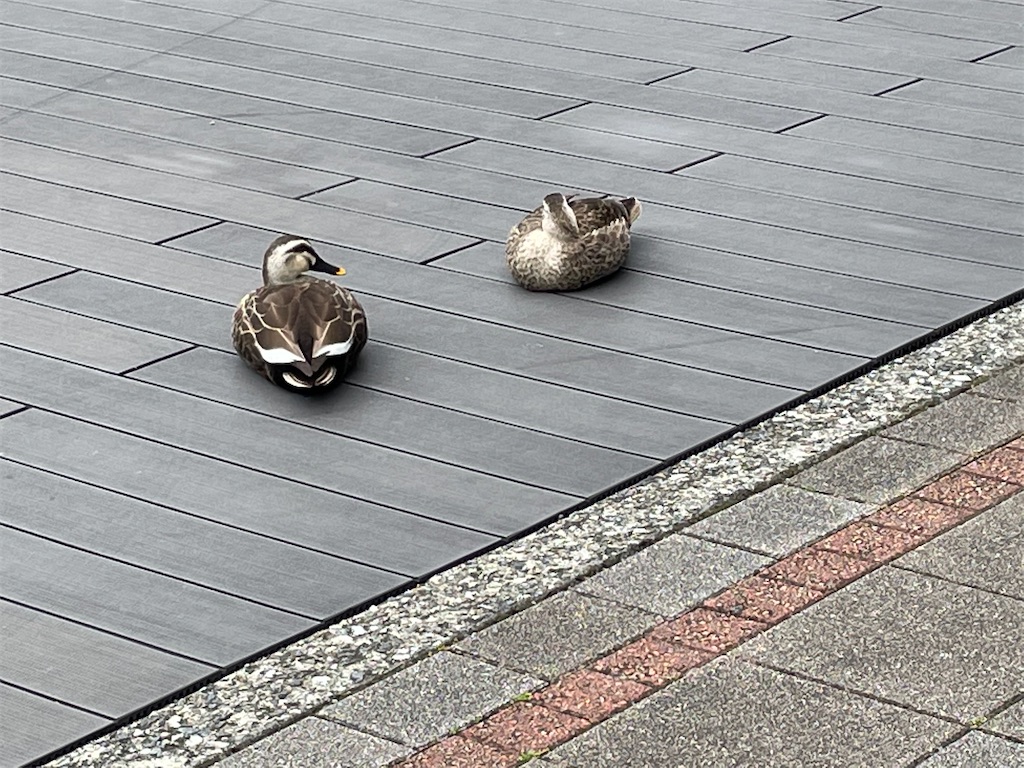 f:id:tsukky8832534:20210518004603j:image