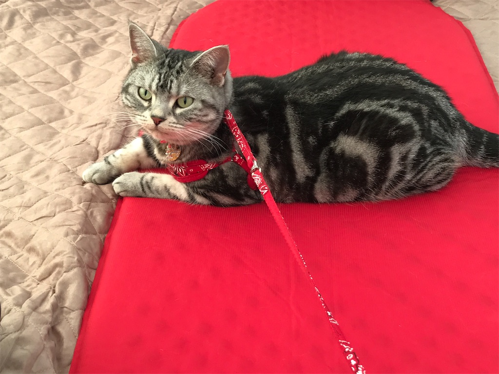 f:id:tsukky8832534:20210530221024j:image f:id:tsukky8832534:20210530221024j:image