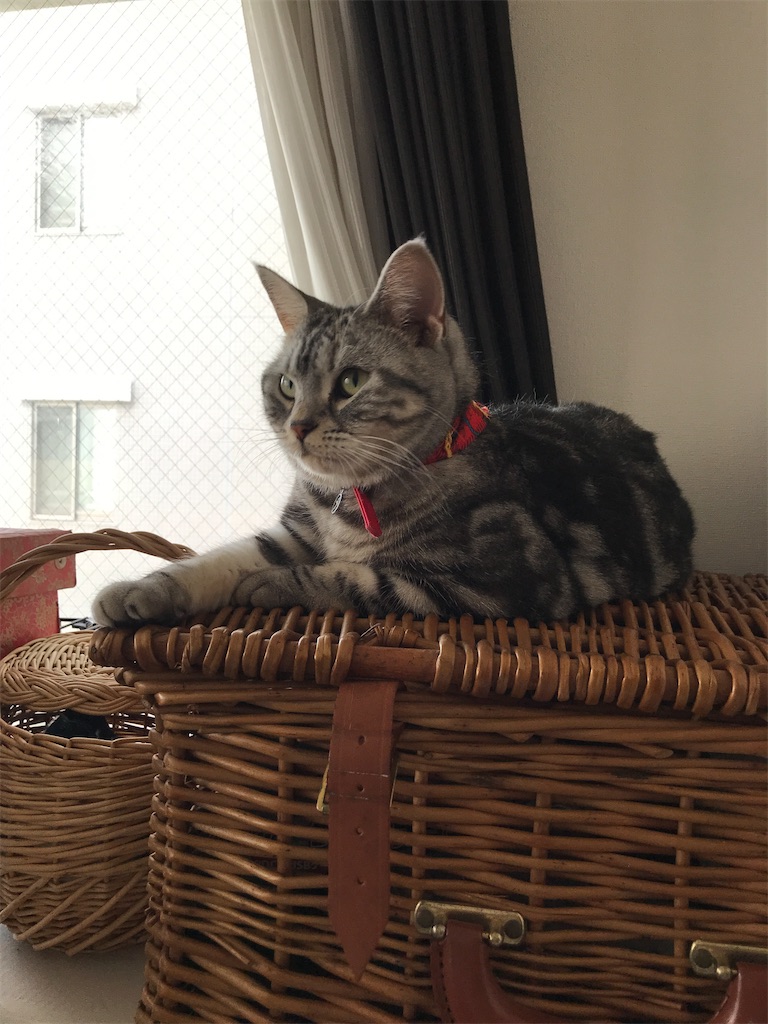 f:id:tsukky8832534:20210607105558j:image