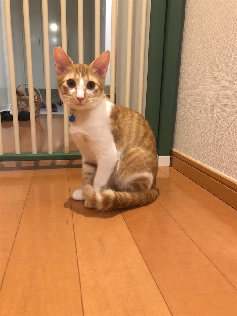 f:id:tsukky8832534:20210607105606j:image f:id:tsukky8832534:20210607105606j:image