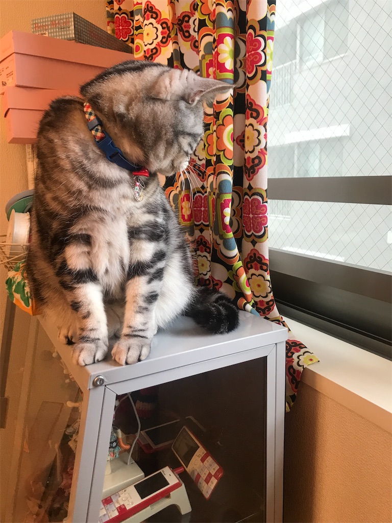 f:id:tsukky8832534:20210607121628j:image f:id:tsukky8832534:20210607121628j:image