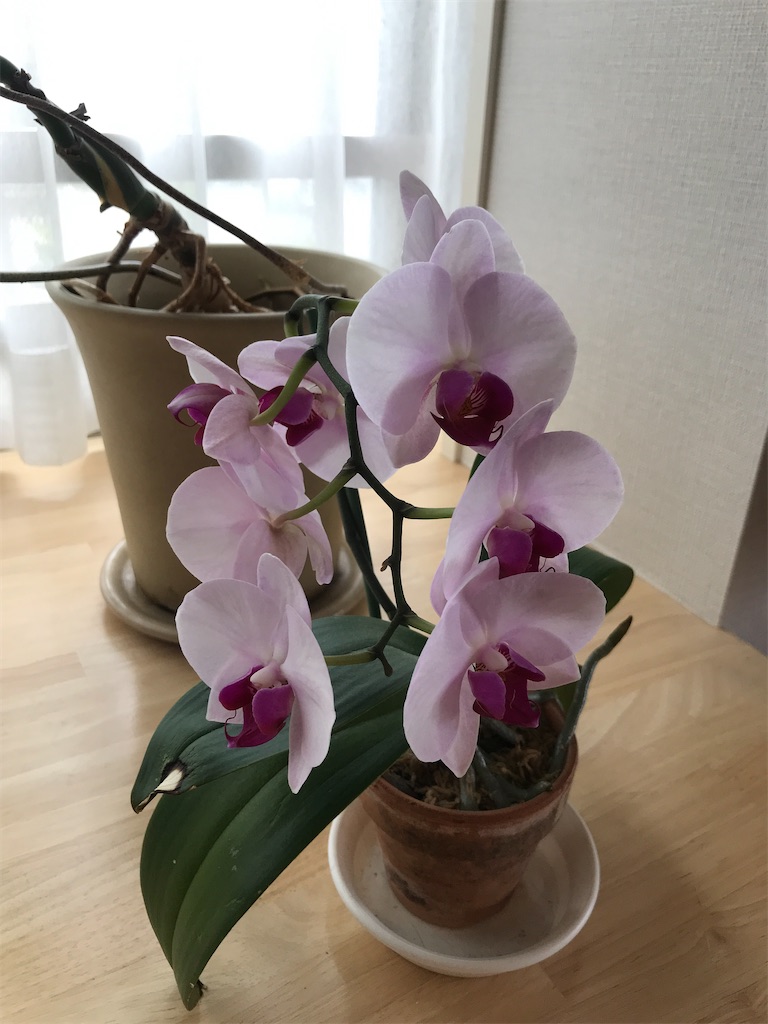 f:id:tsukky8832534:20210609152404j:image f:id:tsukky8832534:20210609152404j:image