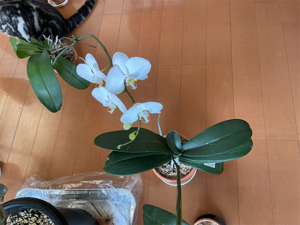 f:id:tsukky8832534:20210609152610j:image f:id:tsukky8832534:20210609152610j:image
