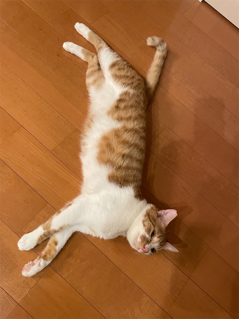 f:id:tsukky8832534:20210625005729j:image