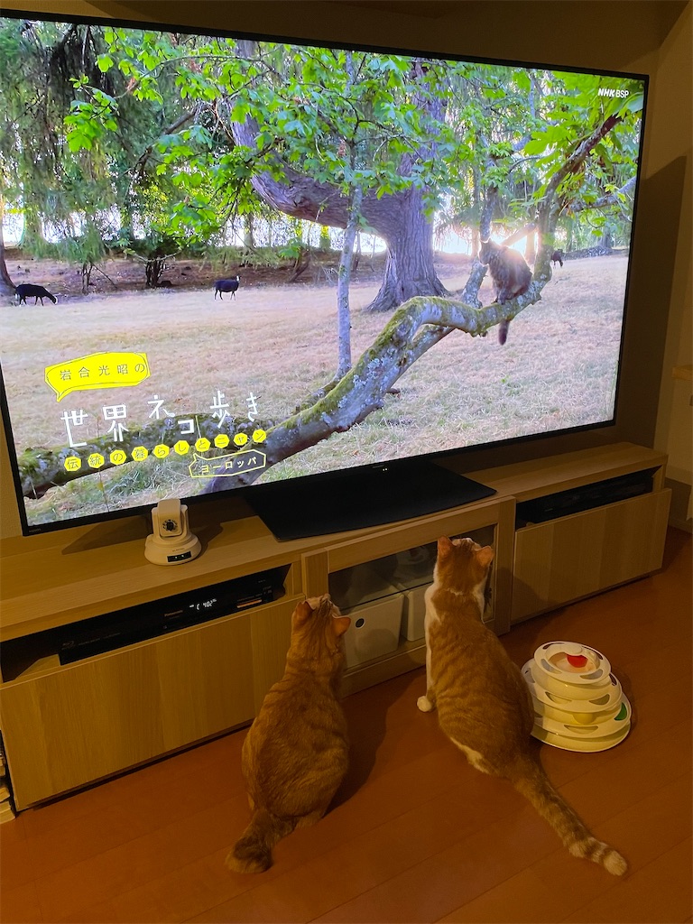 f:id:tsukky8832534:20210818012302j:image f:id:tsukky8832534:20210818012302j:image