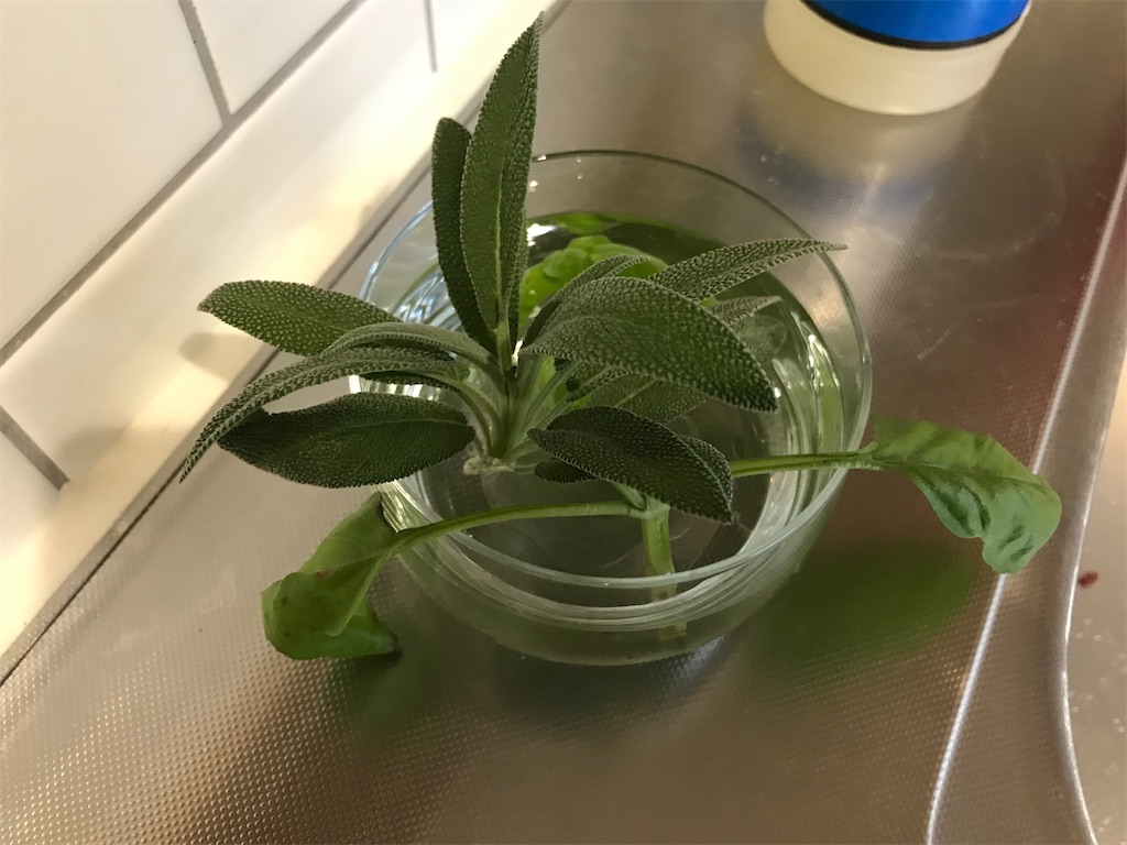 f:id:tsukky8832534:20210821023842j:image