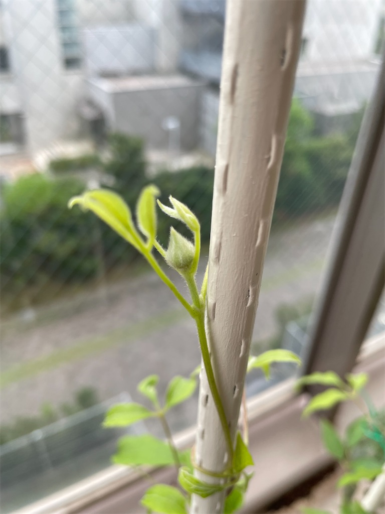 f:id:tsukky8832534:20210902233308j:image f:id:tsukky8832534:20210902233308j:image