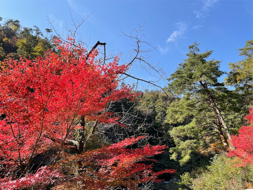 f:id:tsukky8832534:20211103232130j:image f:id:tsukky8832534:20211103232130j:image