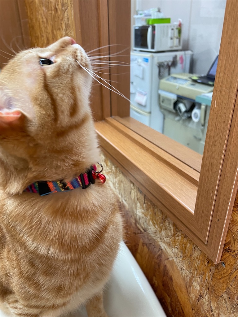 f:id:tsukky8832534:20211213001341j:image f:id:tsukky8832534:20211213001341j:image