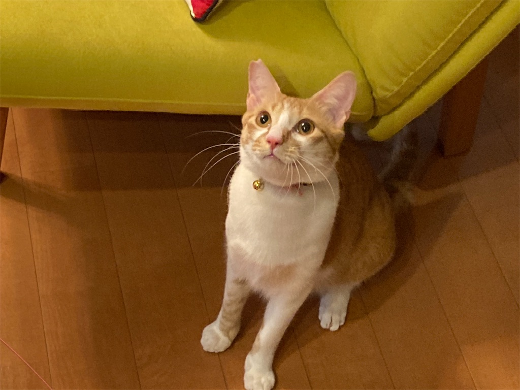 f:id:tsukky8832534:20211229013911j:image f:id:tsukky8832534:20211229013911j:image