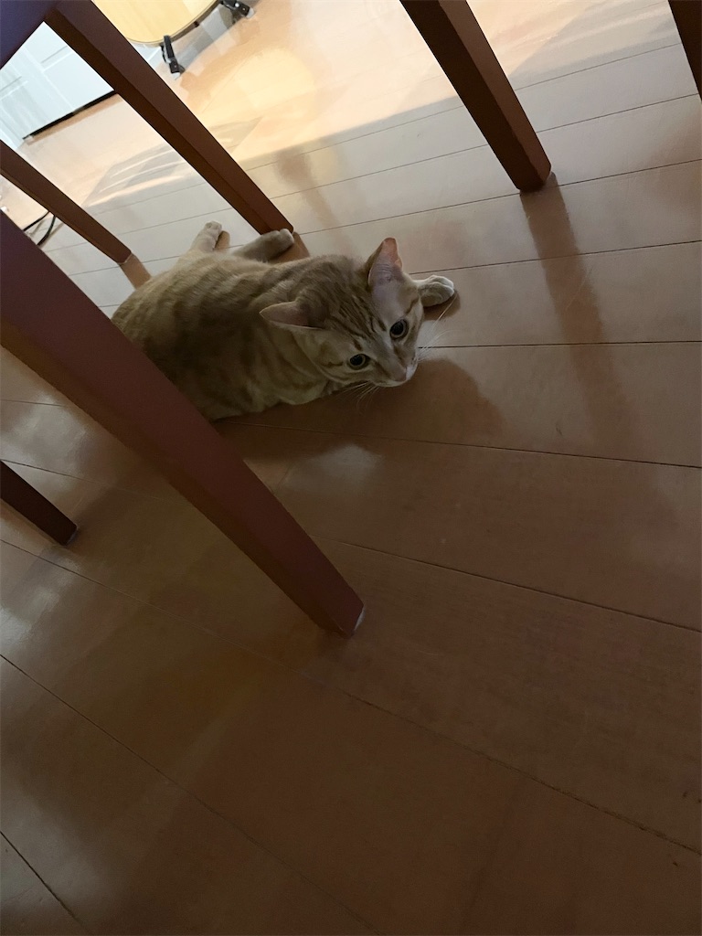 f:id:tsukky8832534:20220130003045j:image f:id:tsukky8832534:20220130003045j:image