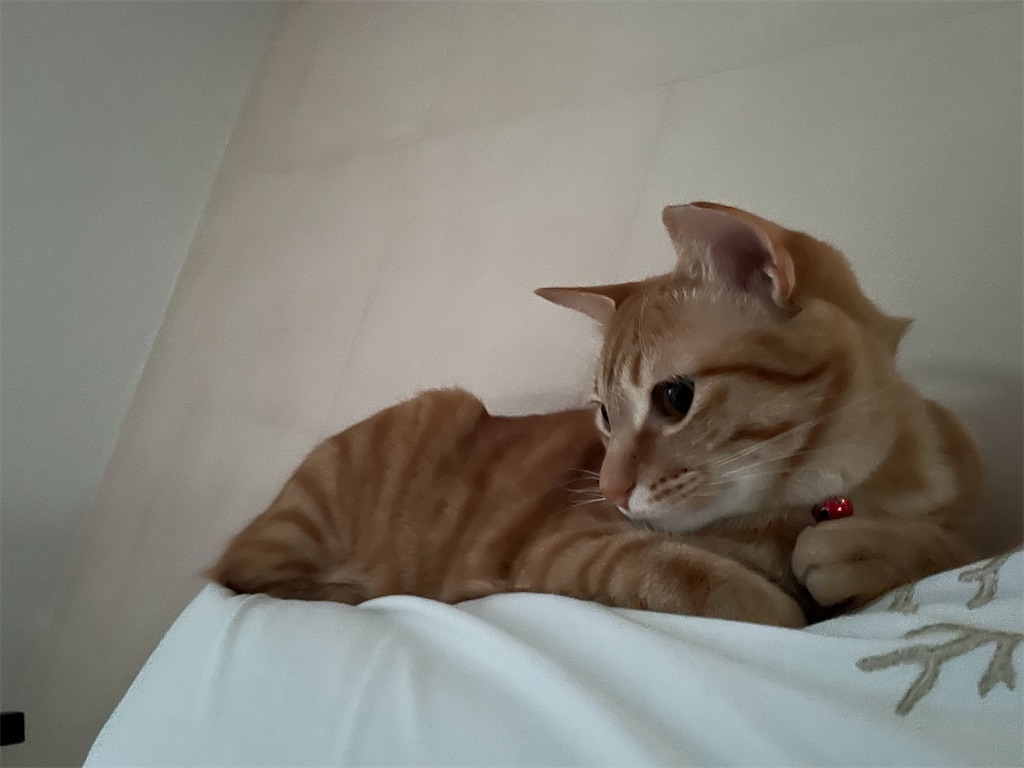 f:id:tsukky8832534:20220320233331j:image f:id:tsukky8832534:20220320233331j:image