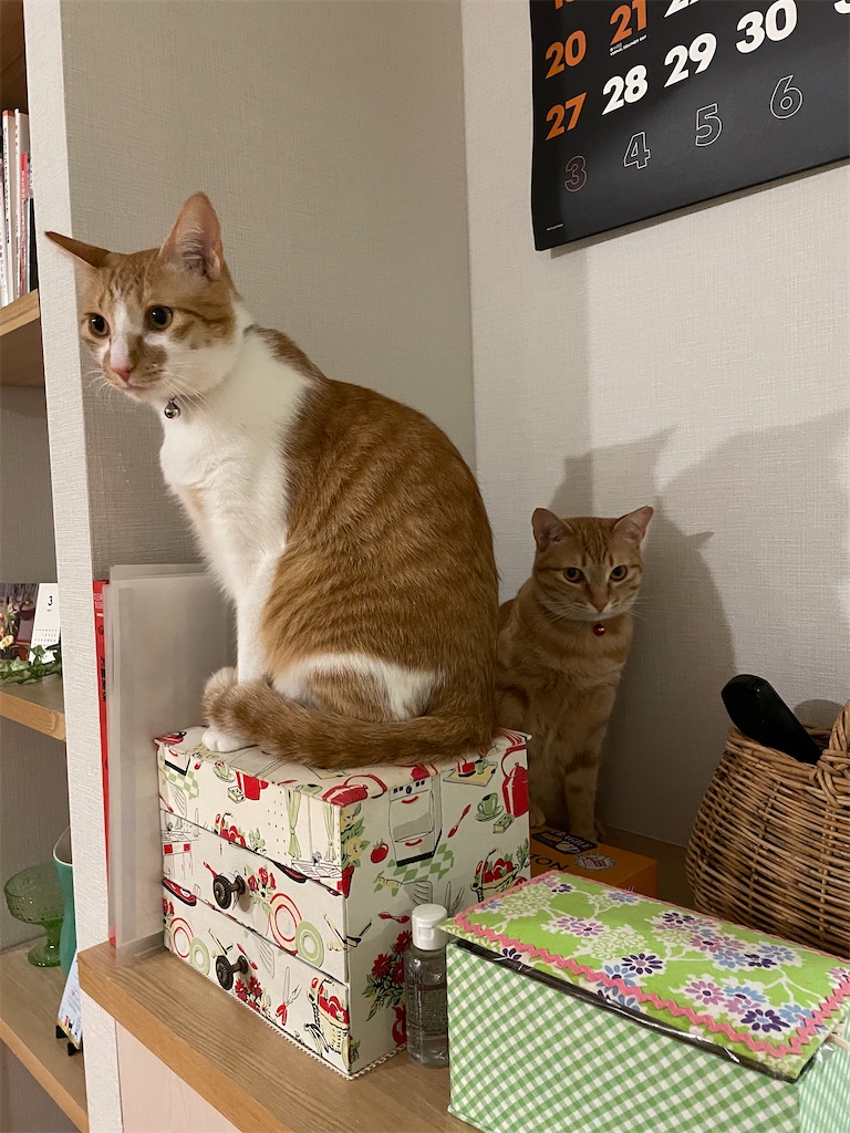 f:id:tsukky8832534:20220323232145j:image