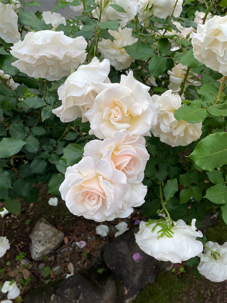 f:id:tsukky8832534:20220515010904j:image f:id:tsukky8832534:20220515010904j:image