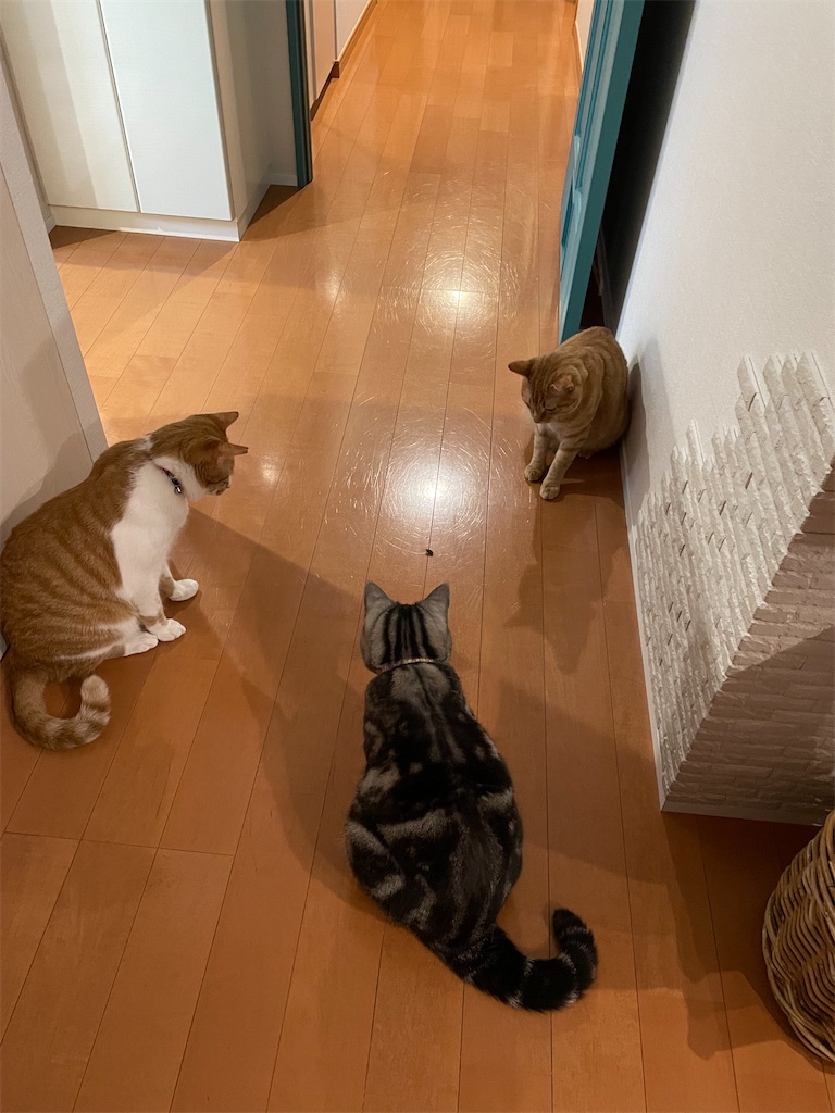 f:id:tsukky8832534:20220628002503j:image