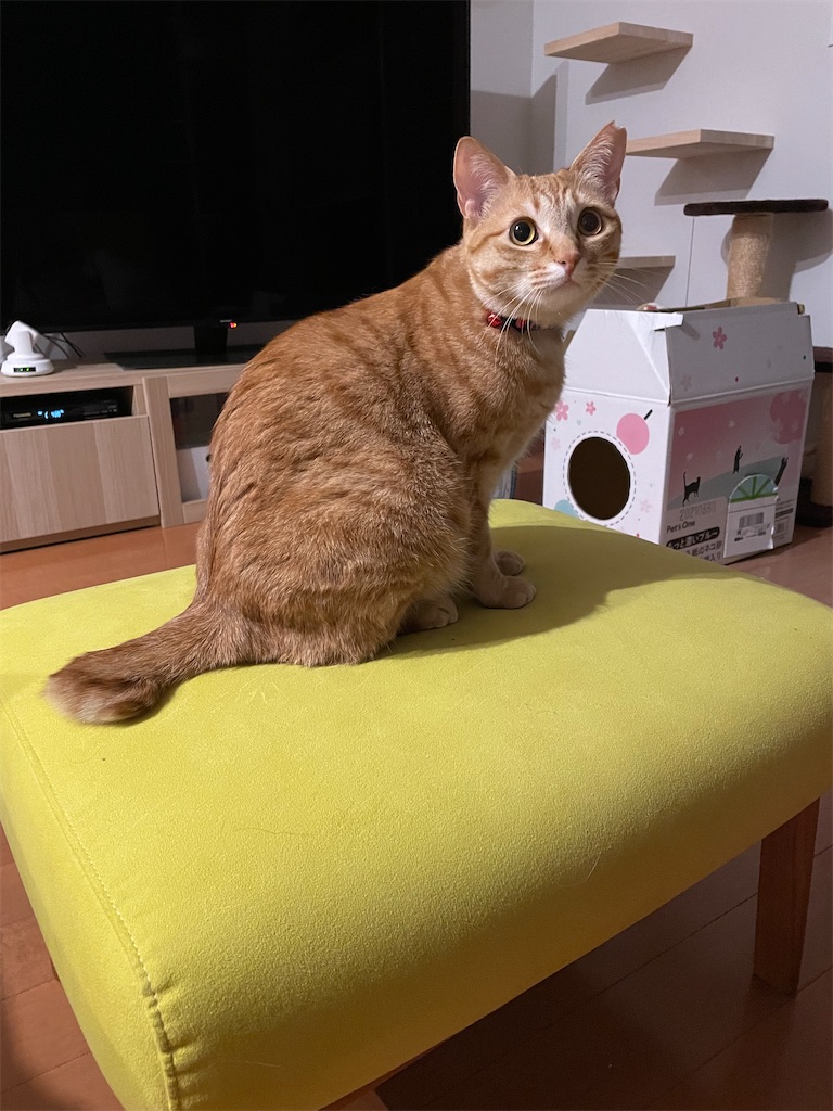 f:id:tsukky8832534:20220721233251j:image f:id:tsukky8832534:20220721233251j:image