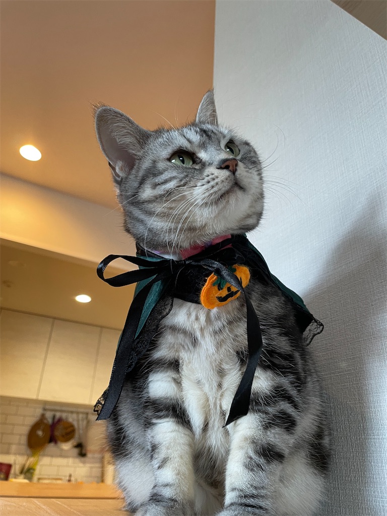 f:id:tsukky8832534:20221031005433j:image f:id:tsukky8832534:20221031005433j:image