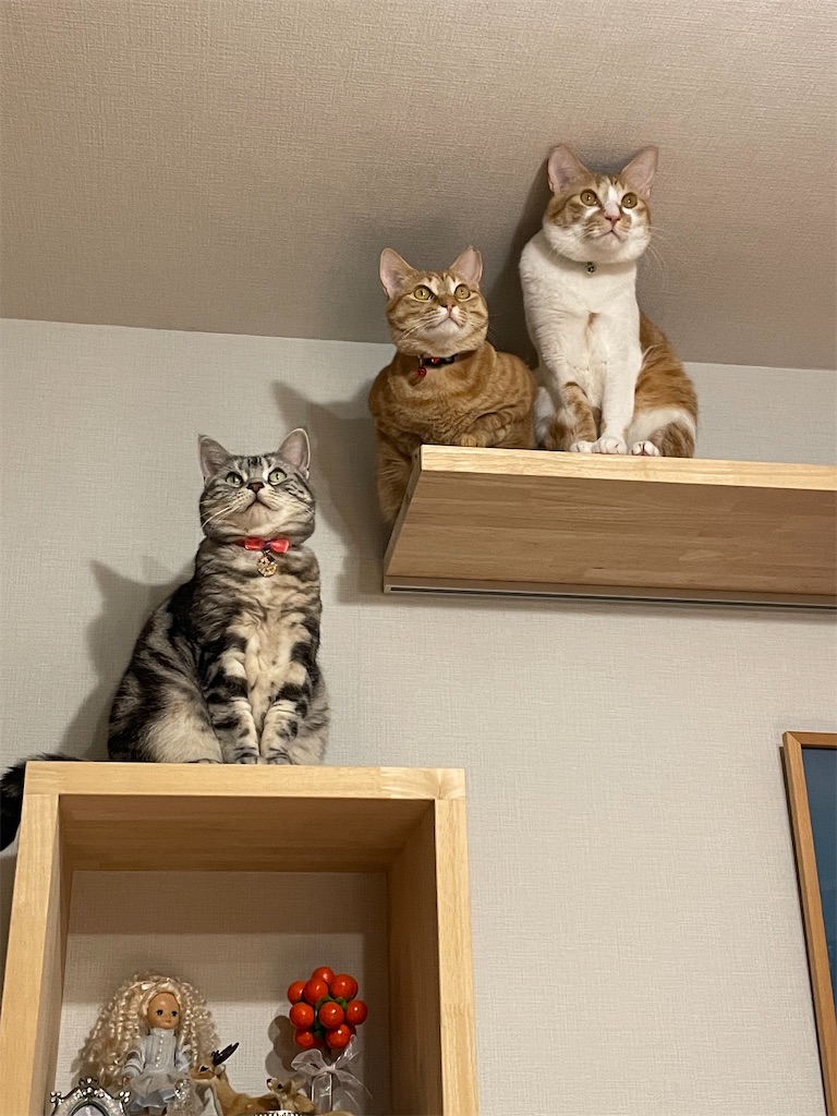 f:id:tsukky8832534:20221214235414j:image f:id:tsukky8832534:20221214235414j:image