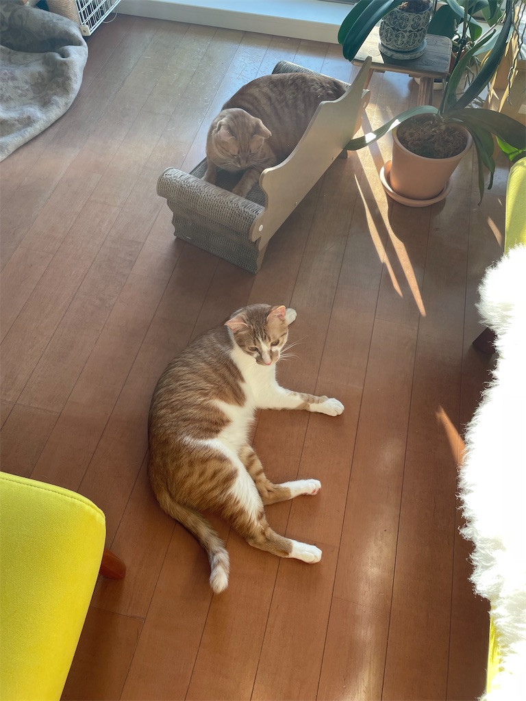 f:id:tsukky8832534:20230223004345j:image